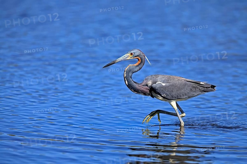Tricoloured Heron (Egretta tricolor), adult, in the water, foraging, Merritt Island, Black Point Wildlife Drive, Florida, USA, North America