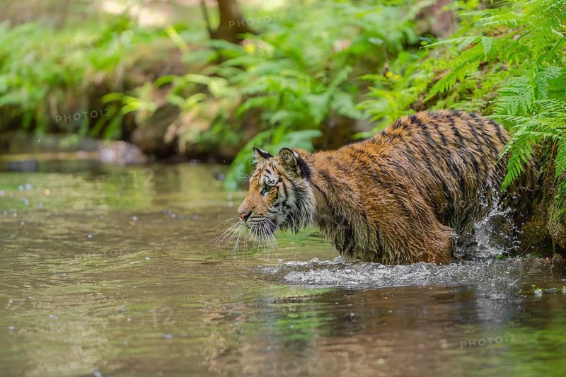 One young female Siberian Tiger, Panthera tigris altaica, walking thru the cool fresh water of a creek deep in a forest
