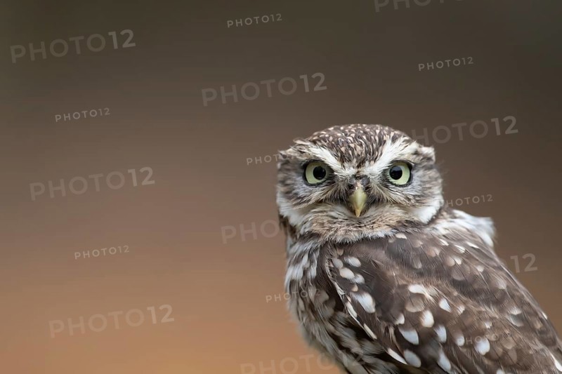 Little owl (Athene noctua) adult bird head portrait, England, United Kingdom, Europe