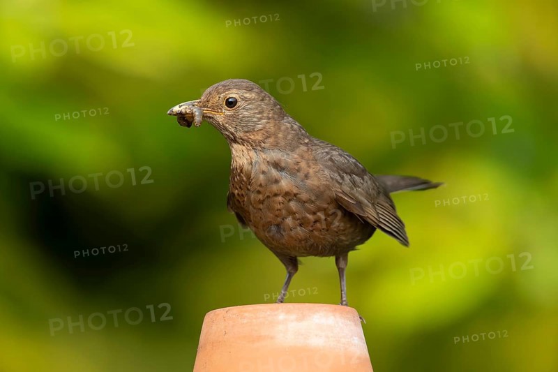 Common or Eurasian blackbird (Turdus merula) adult female bird with food in its beak on a garden flower pot, England, United Kingdom, Europe