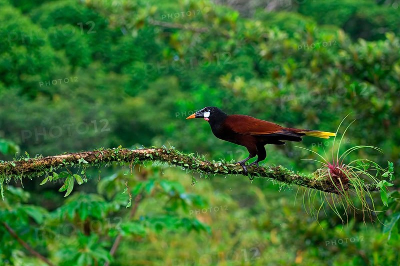 Montezuma Oropendola (Psarocolius Montezuma) perched on a branch, Costa Rica, Central America