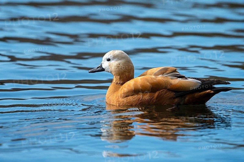 Ruddy shelduck (Tadorna ferruginea), in the water, Heiligenhaus, North Rhine-Westphalia, Germany, Europe