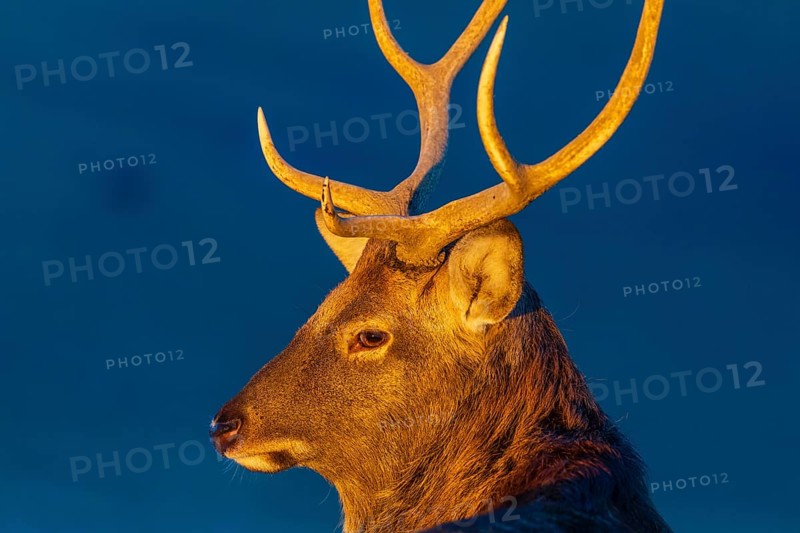 Portrait of a Dibowsky stag at sunrise, Cervus nippon hortulorum