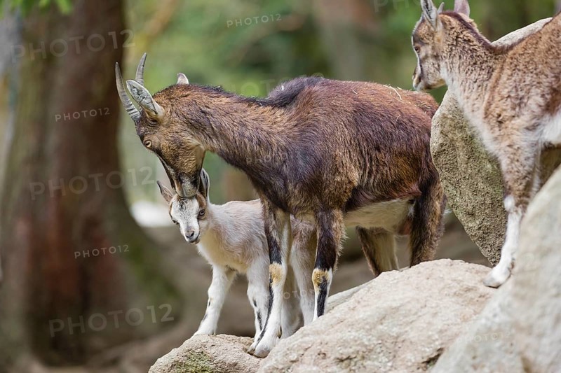 Motherly care. A female bezoar ibex (Capra aegagrus aegagrus) stands together with her goatling on a rock