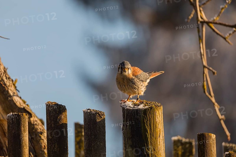 One American kestrel (Falco sparverius) standing on a fence pole in early morning backlight with a blue sky in the background