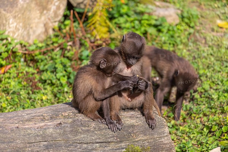 Three baby Gelada (Theropithecus gelada), or bleeding-heart monkey playing on a log