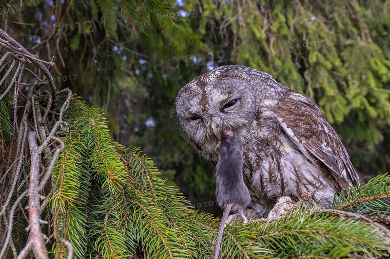 One tawny owl or brown owl (Strix aluco) sitting on a branch of a spruce tree, feeding on a mouse