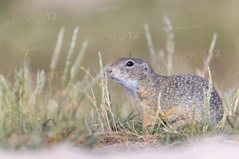European ground squirrel (Spermophilus citellus) or European souslik sitting on sand and in tall grass feeding on seeds