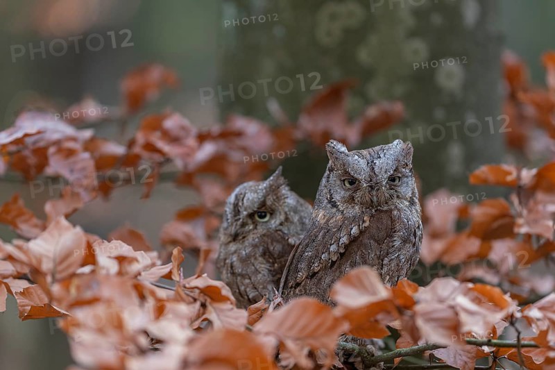 Two Eurasian scops owls (Otus scops)sitting on a twig of a beech tree, embedded in brown leafs