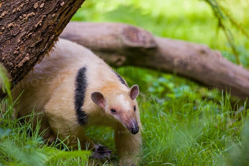 One southern tamandua (Tamandua tetradactyla), walks through dense undergrowth of a forest