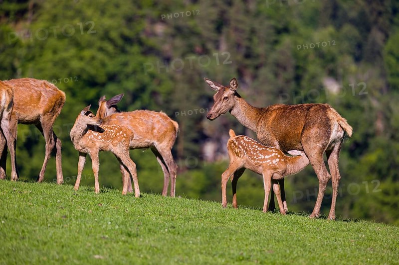 One red deer doe (Cervus elaphus) stands on a meadow and suckles her fawn. A forest in the distant background