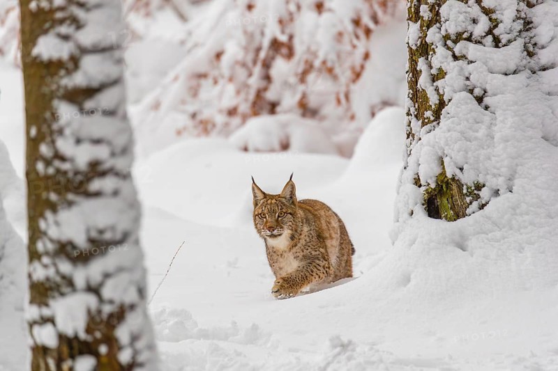 One young male Eurasian lynx, (Lynx lynx), walking through deep snow covered undergrowth in a forest
