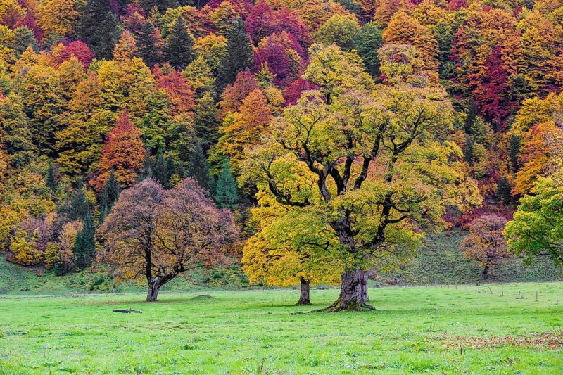 Trees with fall foliage at the Nature conservancy area Grosser Ahornboden. Sycamore maple trees, Acer pseudoplatanus, in autumn. Karwendel mountains, Tyrol, Austria, Europe
