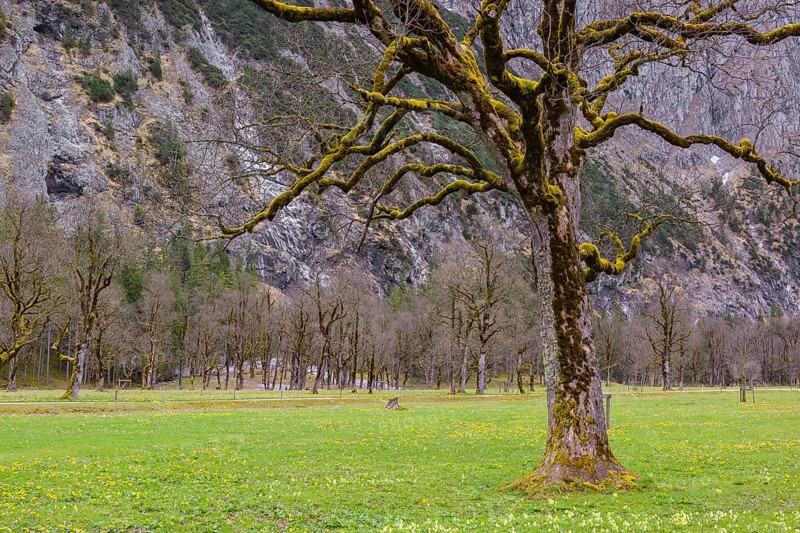 Sycamore maple trees, Acer pseudoplatanus, in springtime. Nature conservancy area Grosser Ahornboden, Karwendel mountains, Austria, Europe