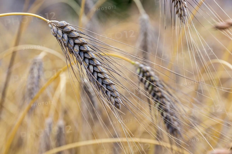 Granniger Kreuzritterweizen (Triticum spec.), spike, Burggarten Cadolzburg, Bavaria, Germany, Europe