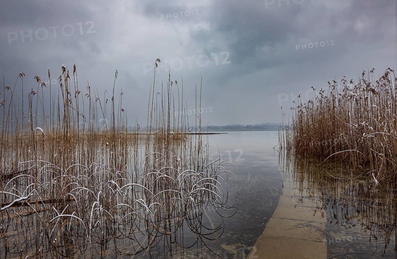 Reed belt with gloomy clouds in winter at Lake Mondsee, Salzkammergut, Upper Austria, Austria, Europe