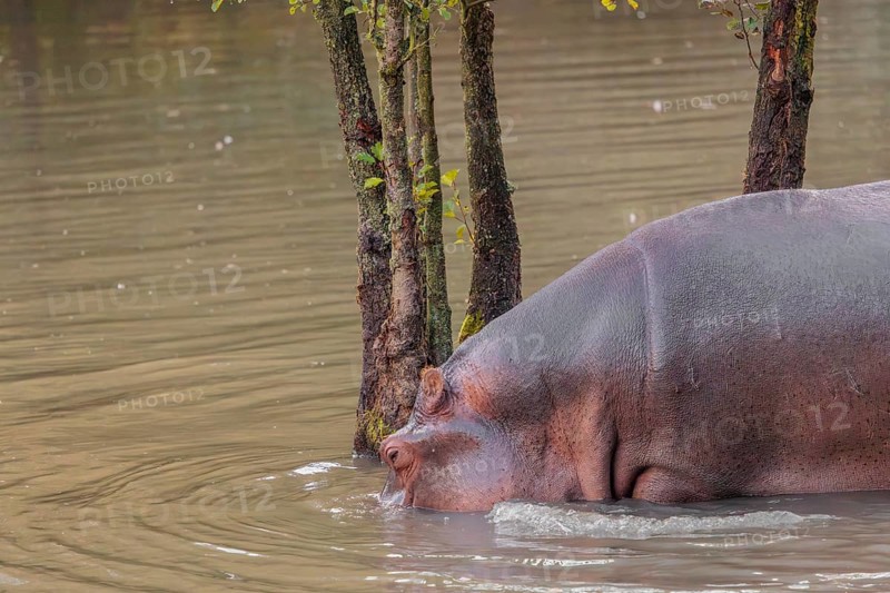 An adult hippopotamus (Hippopotamus amphibius) stands grazing in the shallow water of a river