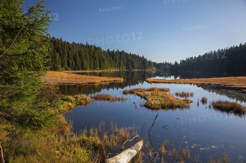 Lake Großer Arbersee in autumn. A floating mat is covering some parts of the lake