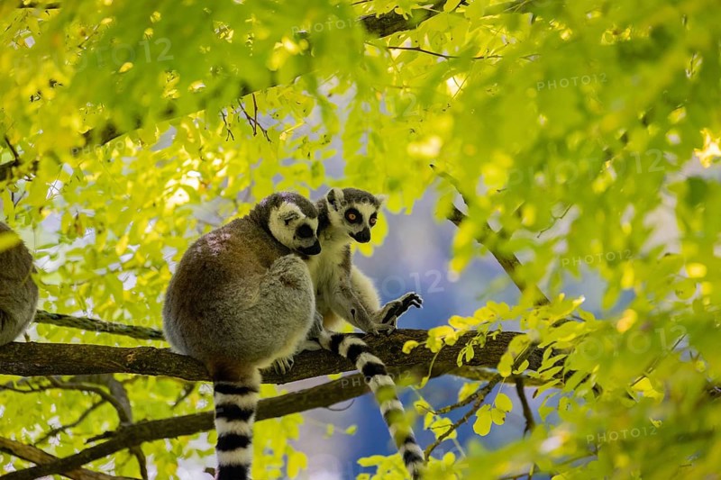 Three ring-tailed lemurs (Lemur catta) sitting in a tree with fresh green leaves