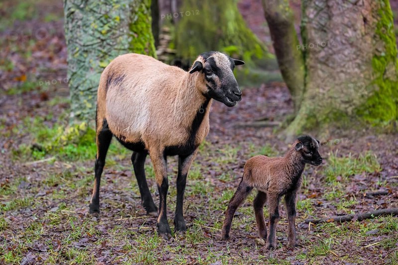 A female Cameroon or Cameroon Dwarf sheep, Ovis gmelini aries, and its lamb stand on a forest edge