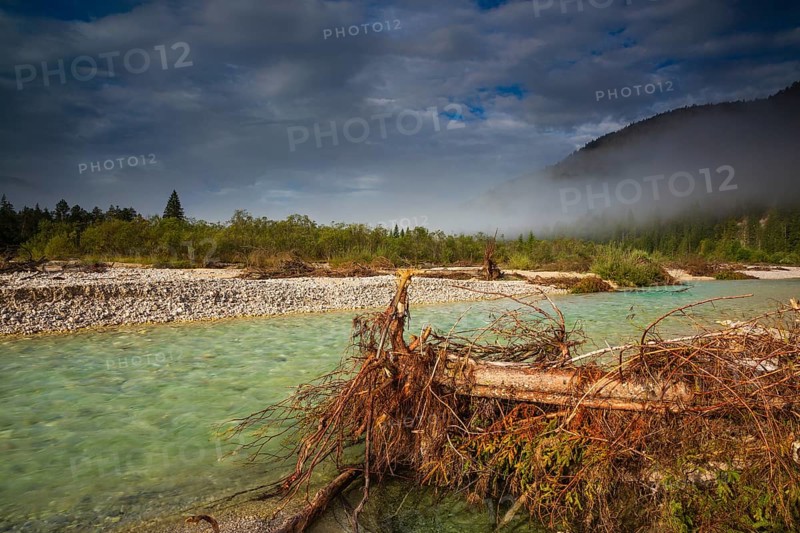 Isar valley nature conservancy area. The wild Isar river flows through its gravel bed past driftwood and entrained trees and bushes . Early morning
