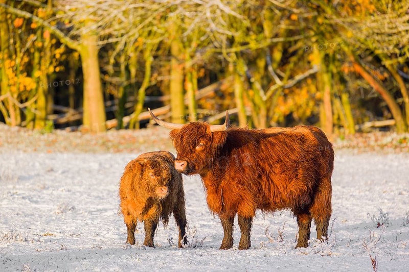 A highland cow (Bos primigenius taurus) and her calf stand at the edge of a forest on a snow-covered pasture