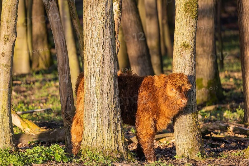 A Highland calf (Bos primigenius taurus) stands in a forest