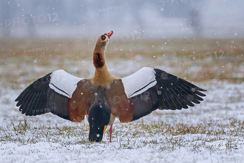 Egyptian goose (Alopochen aegyptiaca) mating male, drake, Afrotropical duck, neozone, winter landscape, foraging on snow-covered field, Middle Elbe Biosphere Reserve, Saxony-Anhalt, Germany, Europe