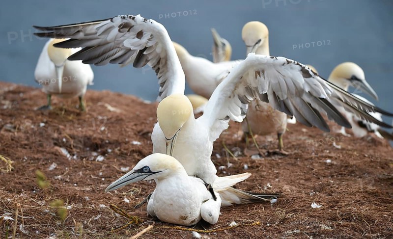 Gannets (Morus bassanus) mating on Heligoland, Schleswig-Holstein, Germany, Europe
