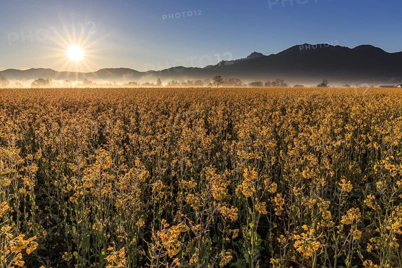 Rape field, sunrise, sunbeams, backlight, mountain landscape, fog, Schlehdorf, Alpine foothills, Bavaria, Germany, Europe