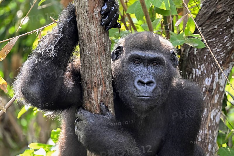 Western lowland gorilla (Gorilla gorilla gorilla), portrait, Réserve Lésio-Louna nature reserve, near Moembe, Plateau department, Republic of the Congo