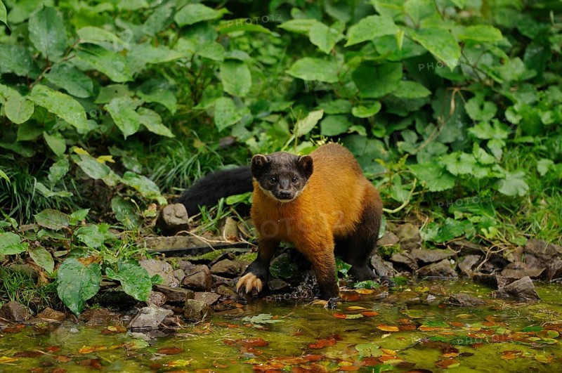 A marten at a small watercourse in the forest, surrounded by dense foliage, coloured marten, Charsas (Martes flavigula), captive