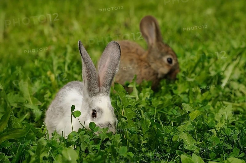A white and a brown hare sitting in the grass, domestic rabbit (Oryctolagus cuniculus forma domestica), Bavaria