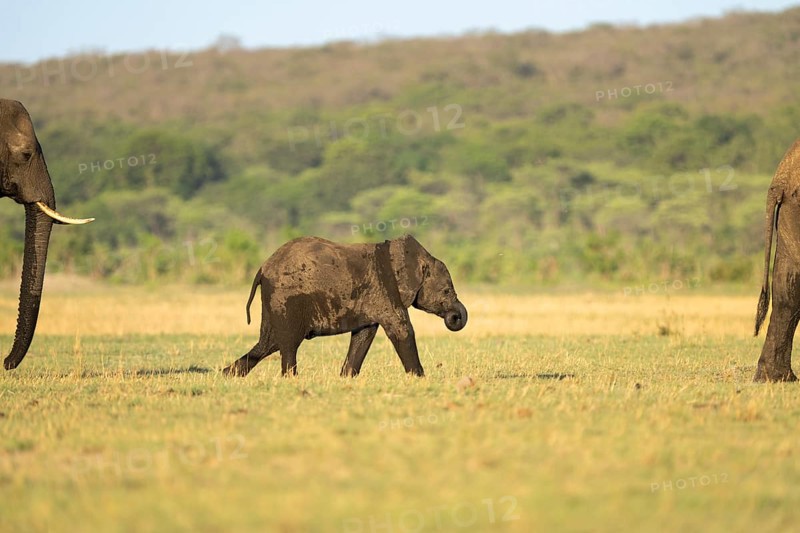 Elephant calf, Loxodonta africana, is walking between two adult African elephants in front and back. Hwange National Park, Zimbabwe, Africa
