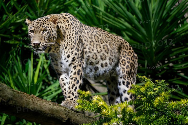Persian leopard also known as Anatolian leopard or Caucasian leopard (Panthera pardus tulliana) in captivity