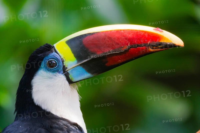 White-throated Toucan (Ramphastos tucanus), portrait of adult bird, native to South America, captive, Germany, Europe