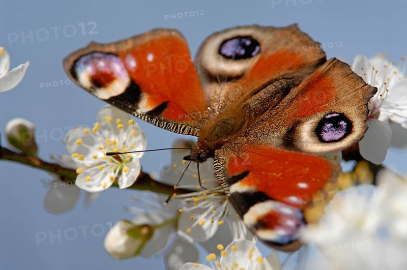 Peacock butterfly (Inachis io, Nymphalis io) on the flowers of blackthorn (Prunus spinosa), Thuringia, Germany, Europe