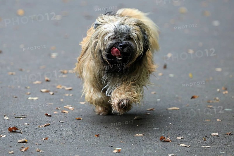 Lhasa Apso, Lhasa Terrier, Lion Dog, Tibet