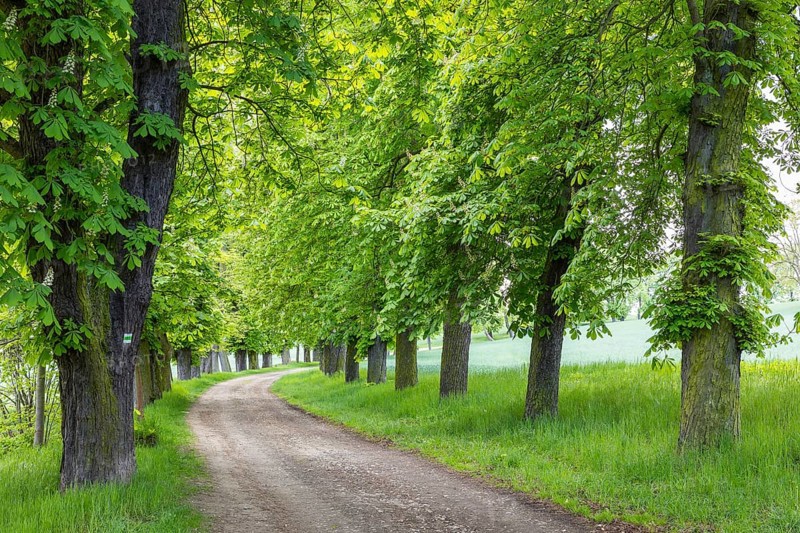 Listed avenue with old trees of white horse chestnut (Aesculus hippocastanum) in Hermsdorf, Ottendorf-Ockrilla, Saxony, Germany, Europe