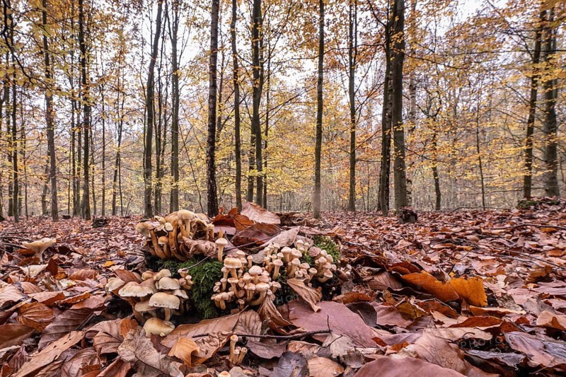 Sulphur tufts (Hypholoma fasciculare) in autumnal beech forest (Fagus sylvatica), Emsland, Lower Saxony, Germany, Europe
