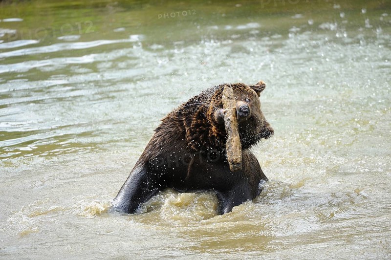 Garden tiger moth splashing around in the water with its head raised, Eurasian brown bear (Ursus arctos arctos), Bavarian Forest National Park