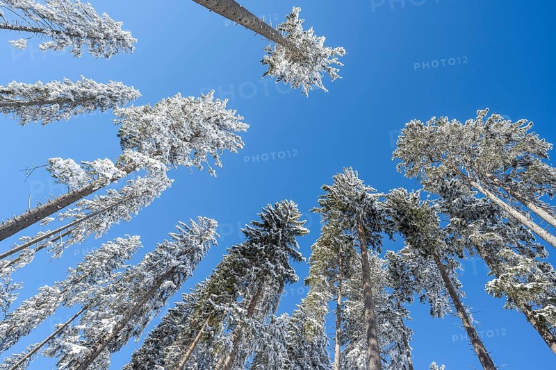 View upwards, snow-covered spruces in front of a blue sky, Ammergau Alps, Bavaria, Germany, Europe
