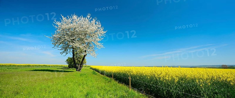 Field landscape with blossoming cherry tree, meadow and rape field under a blue sky, Burgenlandkreis, Saxony-Anhalt, Germany, Europe