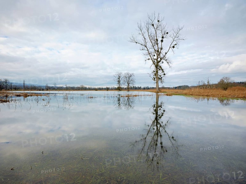 Poplar tree in the flooded nature reserve Reussspitz, Canton Zug, Switzerland, Europe