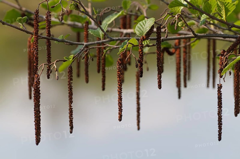 Black alder (Alnus glutinosa), male and female flowers, spring, Upper Franconia, Germany, Europe
