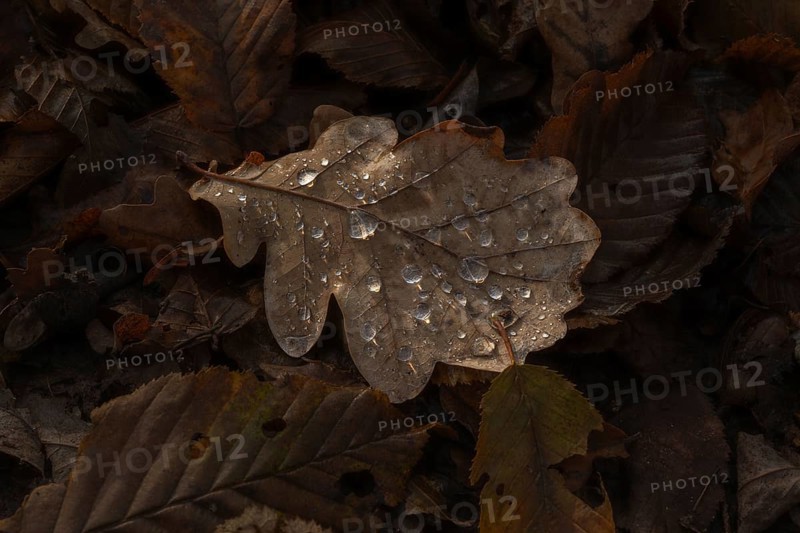 A leaf with water droplets lies on the floor. The leaf is brown and the water droplets are clear. Bas rhin, Alsace, France, Europe