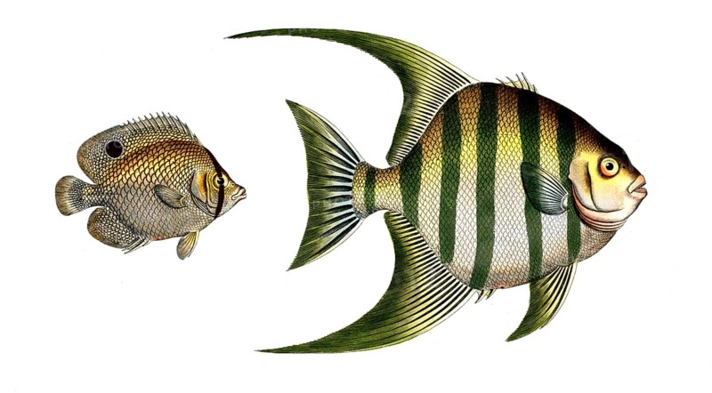 Fish, Fishes, left, genus Butterflyfish, Butterflyfish, Chaetodon ocellatus, the peacock eye. right, Chaetodon plümieri, the plümier's clifffish, Historical, digitally restored reproduction from a 19th century original, Record date not stated