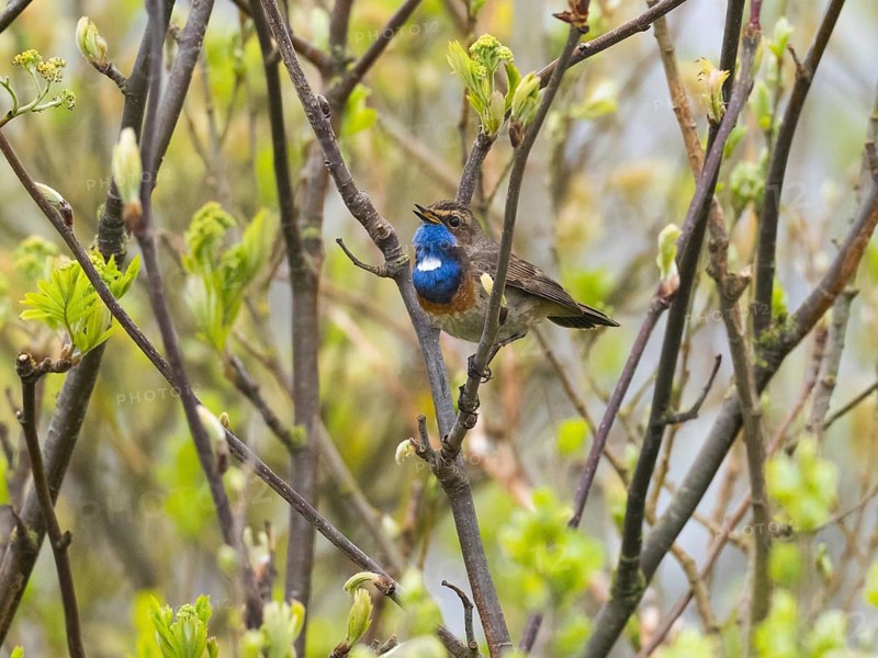 Bird with a blue throat perched on branches amidst spring leaves, Bluethroat singing island Texel Holland