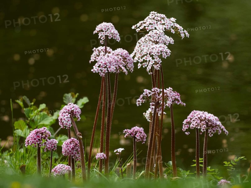 Valerian (Valeriana sp.) plants flowering beside a stream, Hesse, Germany, Europe