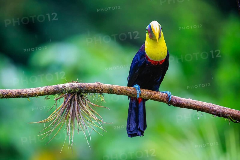 Golden-throated Toucan (Ramphastos ambiguus), Toucans (Ramphastidae), Laguna del Lagarto Lodge, Alajuela, Costa Rica, Central America